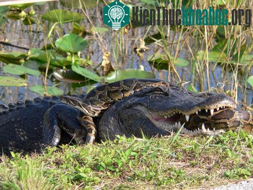 Cá sấu Mỹ có màn chiến đấu không hề dễ dàng trước khi bị một con trăn lớn ở Công viên Quốc gia Everglades, Mỹ, ăn thịt. Tưởng chừng cá sấu có thể dễ dàng chiến thắng nhưng con trăn cuối cùng chiếm ...