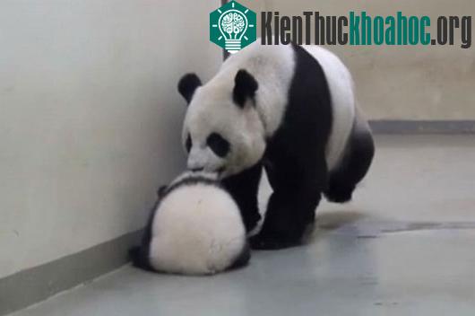 Gấu trúc mẹ dỗ gấu con đi ngủ