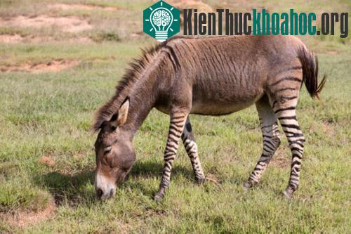 Những điều thú vị của loài ngựa
