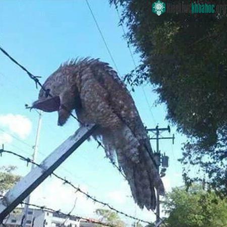 Con chim được cho là giống chim potoo