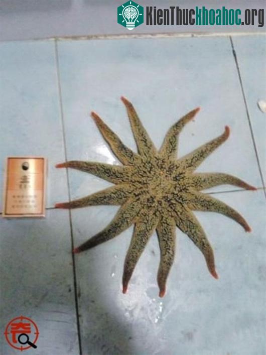 Con sao biển có 12 cánh