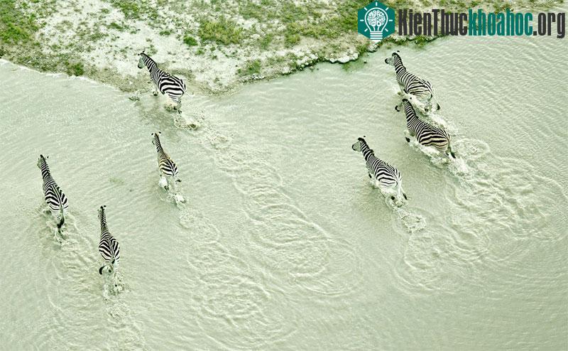 Mùa mưa kéo dài từ tháng một đến tháng 3. Khi mùa mưa đến, đa phần diện tích của các chảo muối bị ngập khiến cho những đàn chim hồng hạc có thể về làm tổ, các đàn động vật lớn như ngựa vằn và linh ...