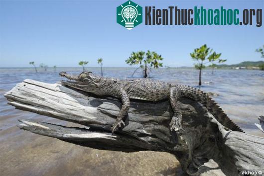 Phát hiện mới: Cá sấu biết leo cây