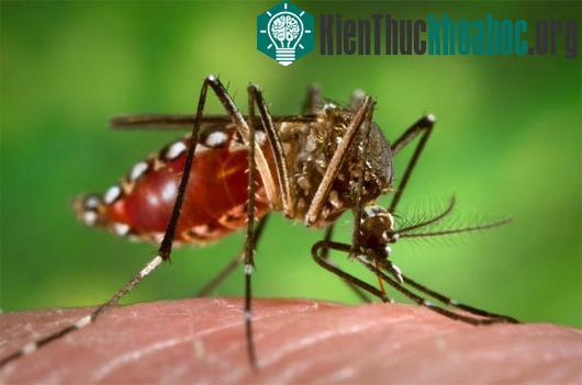 Những chiêu thu hút đối phương của động vật
