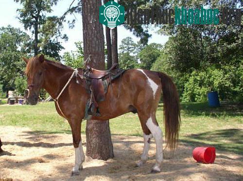 Chocktaw. (Ảnh: About-horse)