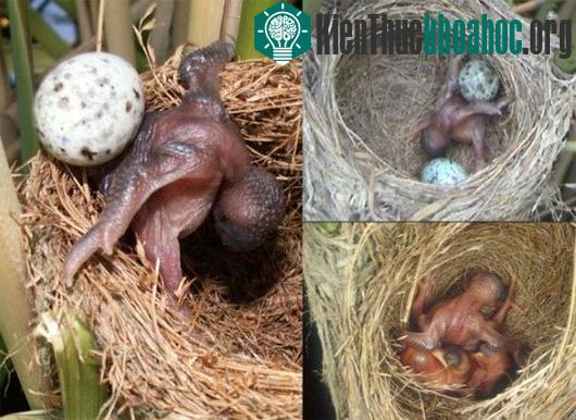 Những tập tính sinh sản và tồn tại khó hiểu ở động vật