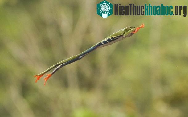Ếch xanh mắt đỏ là loài có khả năng nhảy cao đáng kinh ngạc trong họ hàng nhà ếch. Một con ếch thậm chí có thể bật lên 1,5 mét.