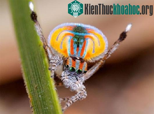 Các kiểu động vật lòe loẹt mà chúng ta ít biết
