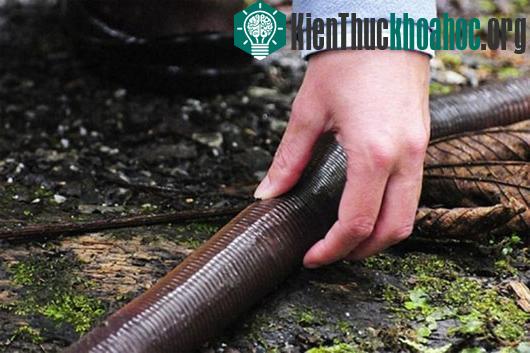 Phát hiện giun đất dài tới 2m ảnh 2