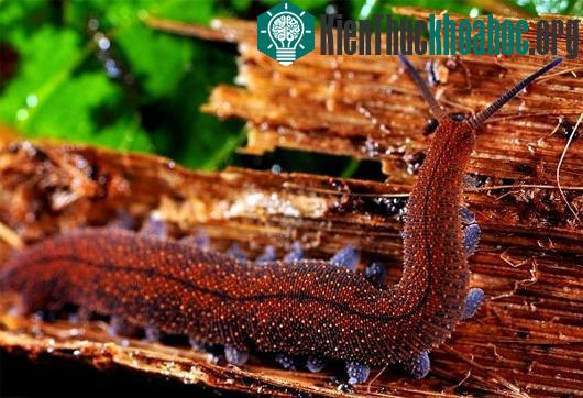 Tuyệt chiêu săn mồi của các "xạ thủ" động vật