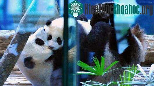 Gấu trúc mẹ Nhất Nhất và Viên Tử - &nbsp;(Ảnh: Tân Hoa Xã)