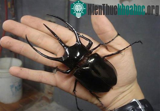 Những kỷ lục khó tin trong thế giới động vật