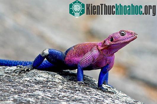 Kỳ dị "quái vật" giống siêu nhân