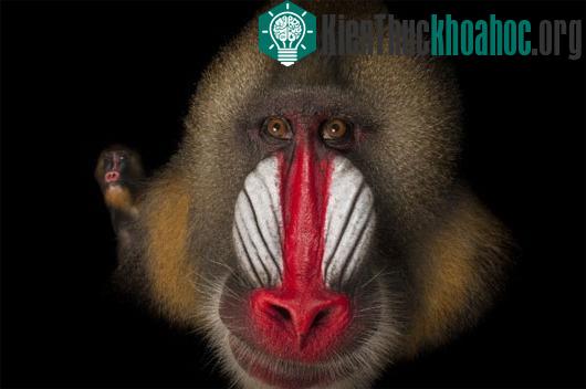 Khỉ đầu chó Mandrillus sphinx với chiếc mũi đỏ chót