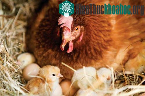 Những điều chưa biết về ngôn ngữ động vật