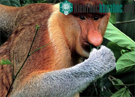 Kỳ lạ loài khỉ có mũi dài ngoẵng và nhại lại như bò