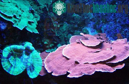 Những loài động vật giống hoa