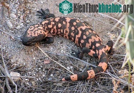 Bộ dạng kinh dị của thằn lằn "quái vật"