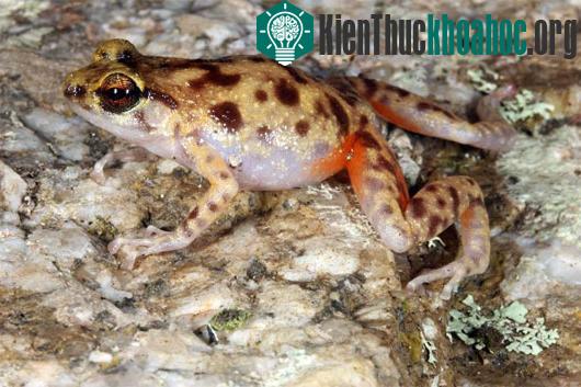 Hình ảnh con ếch sống trong các khe đá ở Cape Melville