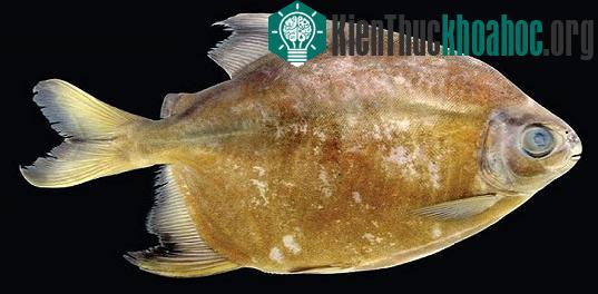 Cá Tometes camunani - Brazil, một giống cá Piranha mới
