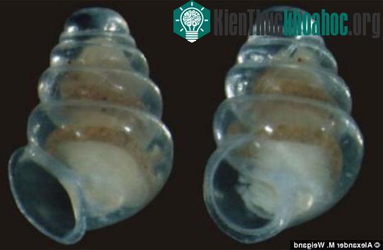 Loài ốc kỳ lạ vỏ trong suốt như thủy tinh