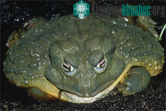 Kinh ngạc loài ếch khổng lồ, dài 1m, nặng 8kg