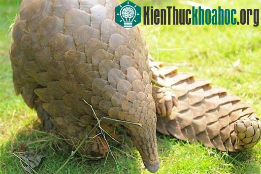Loài động vật có lưỡi dài nhất hành tinh