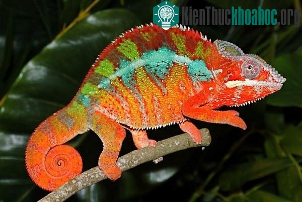 Loài tắc kè có khả năng "tự tắm rửa" siêu đặc biệt