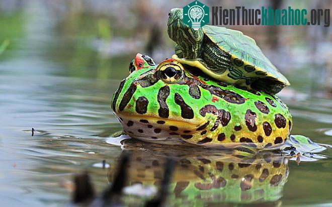Ấn tượng màn cưỡi kỳ thú trong thế giới động vật