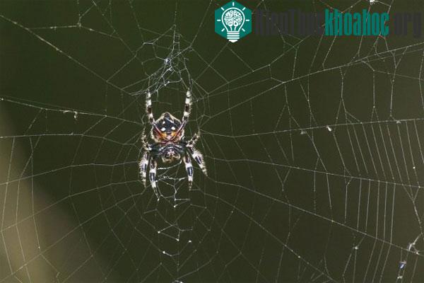 Mạng nhện khổng lồ. Loài nhện Caerostris darwini dệt những mạng nhện khổng lồ với sợi tơ thả neo dài tới 25 mét, trải rộng qua các vùng nước (vũng nước, ao, hồ…). Sợi tơ chúng nhả ra rất chắ...