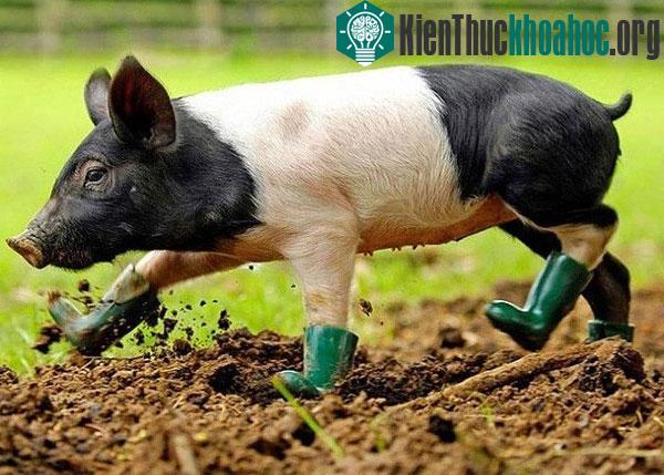 Phát hiện loài heo cũng biết đồng cảm như con người