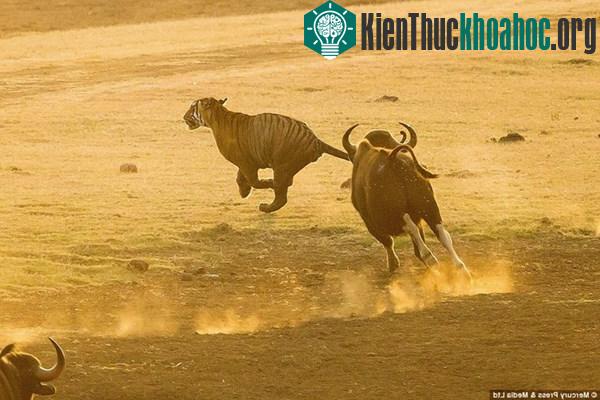 Bị đàn bò rừng truy sát, hổ cuống cuồng tháo chạy