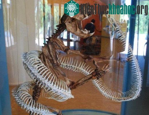 Những động vật tuyệt chủng bị con người lãng quên