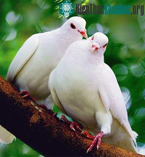 Chim bồ câu nhận biết các đối tượng giống đứa trẻ học chữ