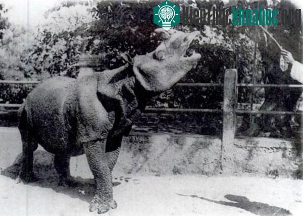 Tê giác Java là một trong 5 loài động vật guốc lẻ còn sống sót thuộc họ Tê giác. Thợ săn giết tê giác để lấy sừng và coi đây là một phương thức để bào chế thuốc chữa bệnh. Một quần thể chỉ có 35 co...