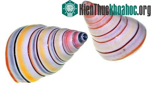 Candy cane được coi là động vật chân bụng nhiều màu sắc nhất thế giới. Loài ốc này có kích thước nhỏ, lớp vỏ màu cầu vồng hoàn toàn tự nhiên. Chúng có nguồn gốc từ đảo Hispaniola, thuộc vùng biển C...