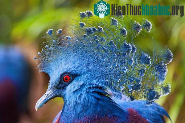 8 loài động vật có "bộ tóc" kỳ lạ