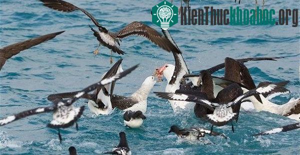 Các loài chim có thể bay liên tục được bao xa? ảnh 2