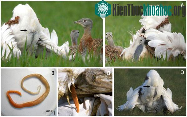 Khi nhìn vào lỗ huyệt con đực, con cái có thể đánh giá được sức khỏe của bạn tình xem có vi khuẩn, giun, sán hay không.