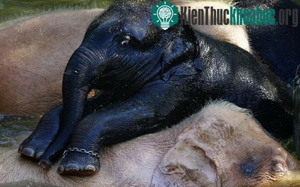 Chú voi đen "lạc đàn" thân thiết với bầy voi trắng