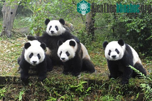 Những đặc điểm tiến hóa thừa thãi nhất trong thế giới sinh vật