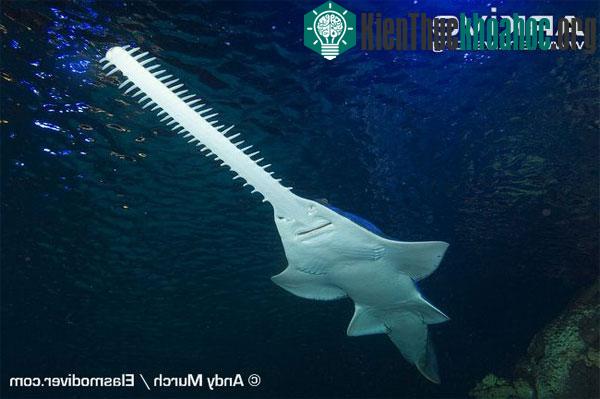 Cá đao - Loài cá tồn tại từ thời tiền sử đến nay