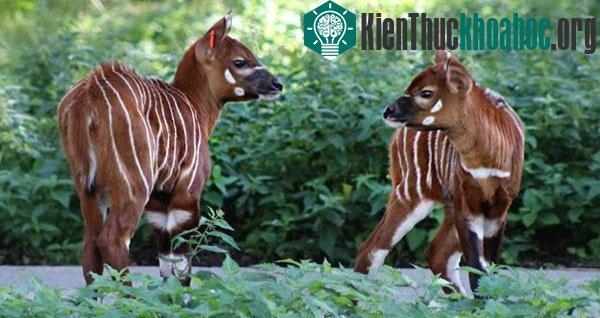 Linh dương Bongo cực hiếm chào đời tại Anh