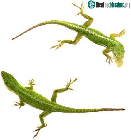 Một số động vật có thể mọc lại bộ phận trên cơ thể khi bị đứt