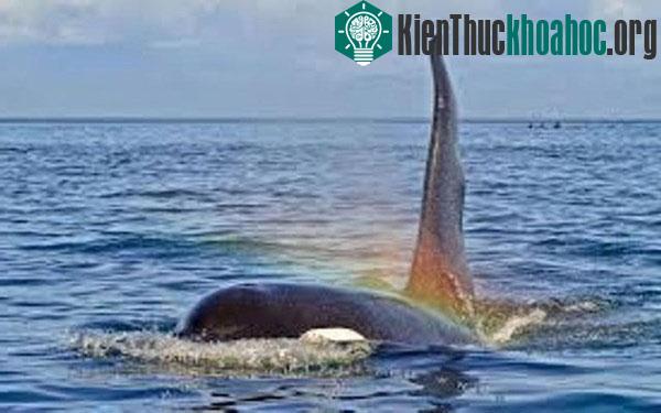 Theo Discovery, đây là những hình ảnh có thực trong thế giới tự nhiên hoang dã.