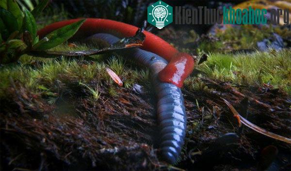 Tìm hiểu loài đỉa đỏ khổng lồ mới phát hiện ở Indonesia