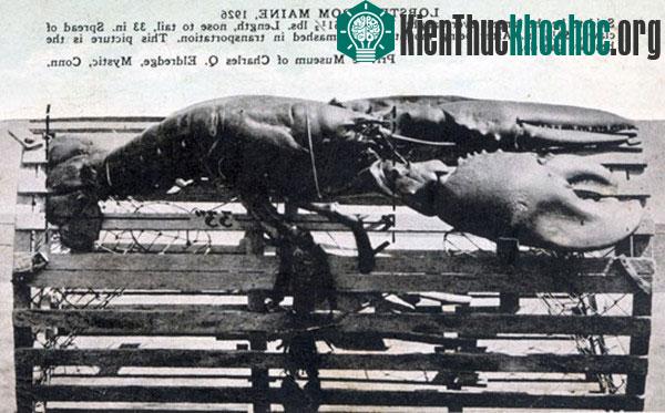 Top những động vật " trường thọ" mà bạn không ngờ tới