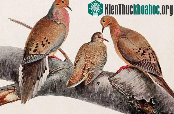 Tìm hiều về sự tồn tại của đàn chim hàng tỷ con