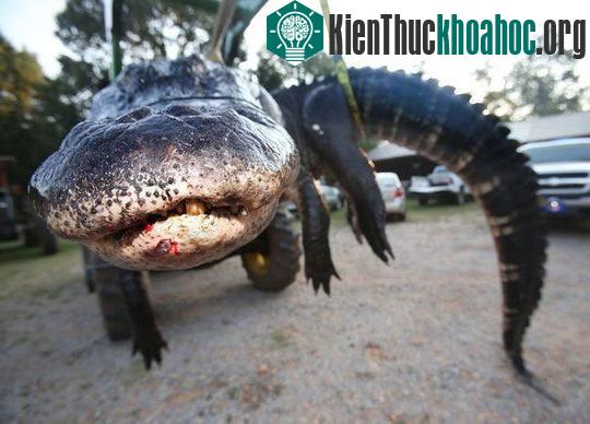 Bắt được cá sấu khổng lồ 450kg tại Mỹ