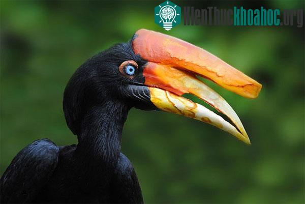 Bí ẩn ít biết về loài chim đẹp như trong huyền thoại